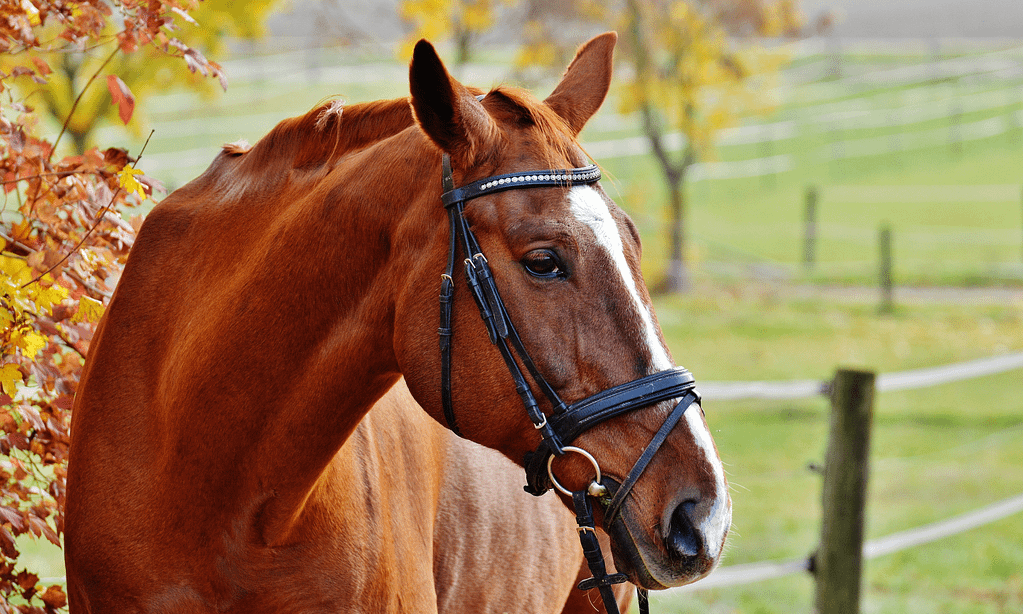 Ways to Donate 6 beautiful red horse in the fall