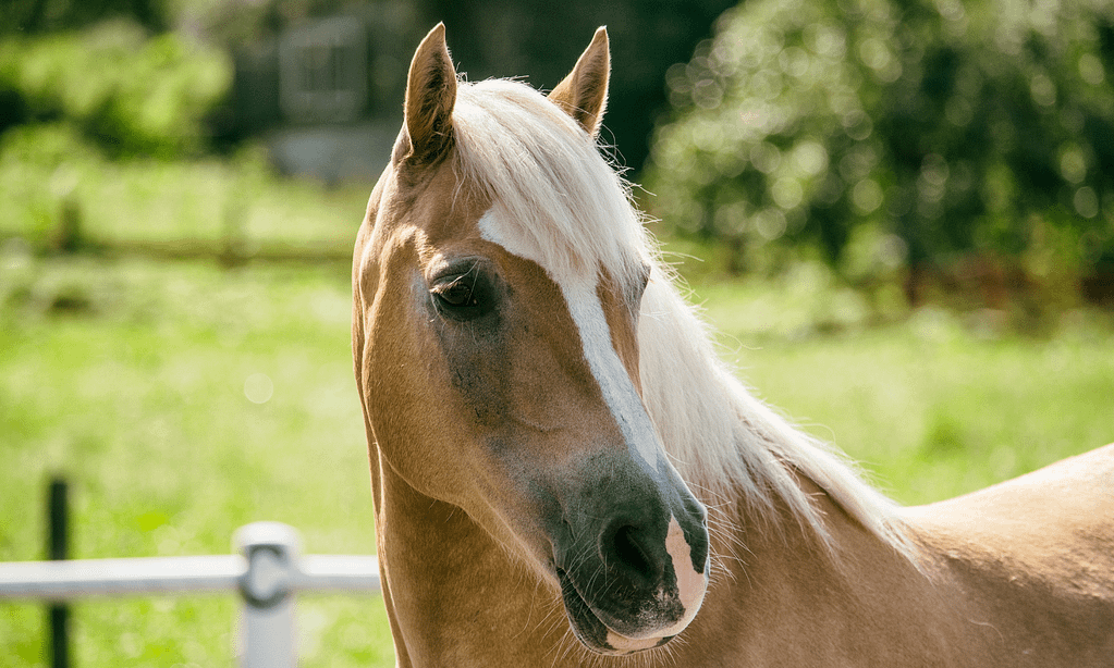 Ways to Donate 7 tan horse