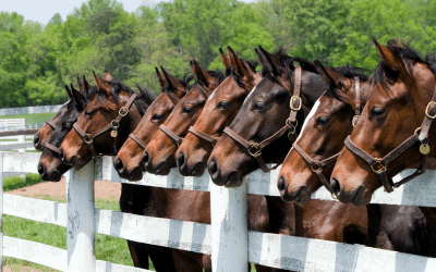 Ways to Donate 3 herd of horses