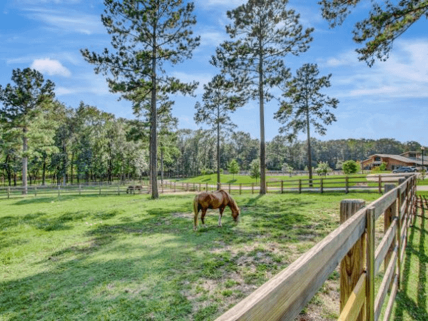 Home 2 horse eating grass