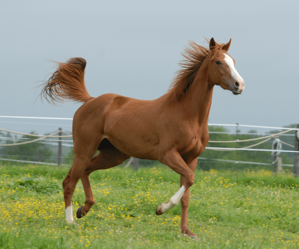 Equine Assisted Learning 4 horse running