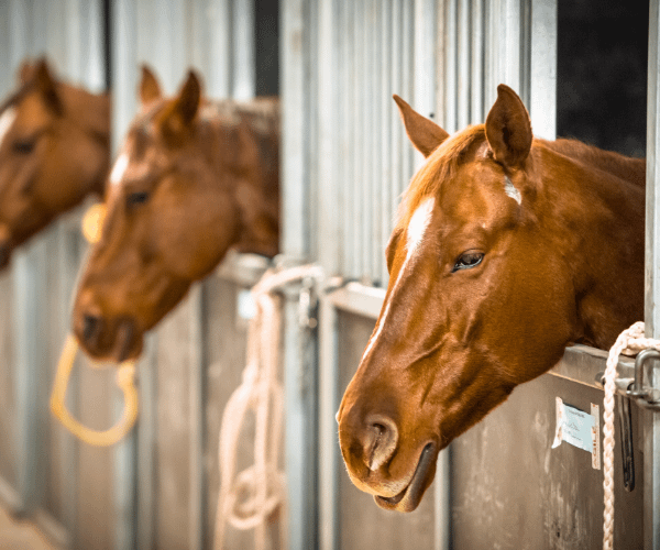 Equine Assisted Learning 5 Horses in stables
