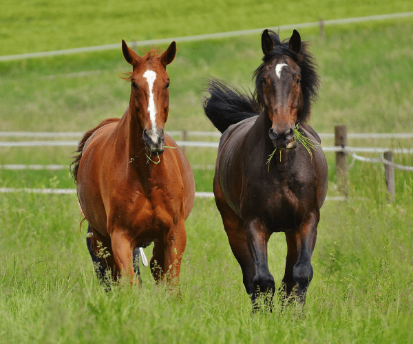 Equine Assisted Learning 6 horses running in a field