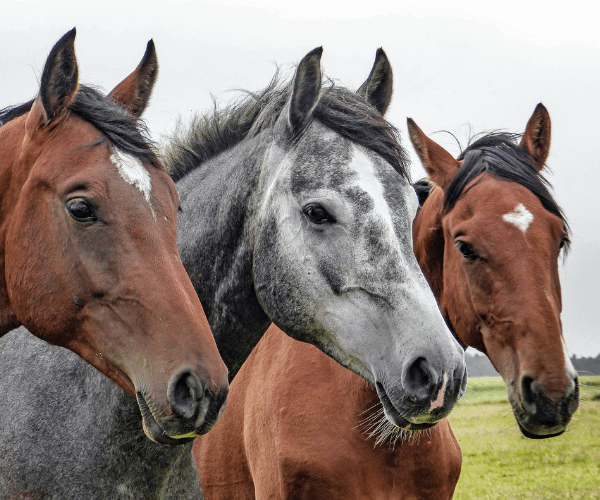 Equine Assisted Learning 3