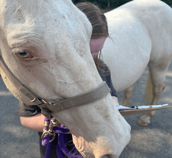Equine Assisted Learning 7 child with a horse