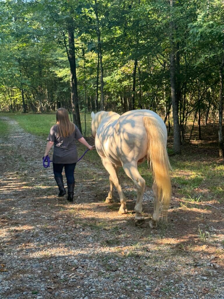 Equine Assisted Learning 1